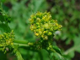 Attēlu rezultāti vaicājumam “Rorippa palustris leaf”