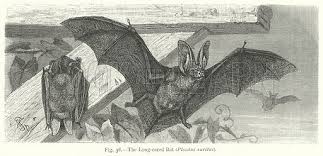 Attēlu rezultāti vaicājumam “Plecotus auritus”