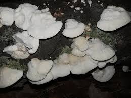 Attēlu rezultāti vaicājumam “Postia tephroleucus”