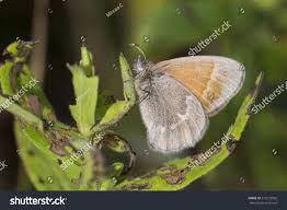 Attēlu rezultāti vaicājumam “Coenonympha tullia underside”