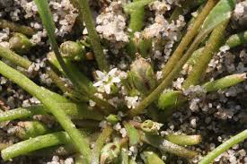 Attēlu rezultāti vaicājumam “Limosella aquatica”