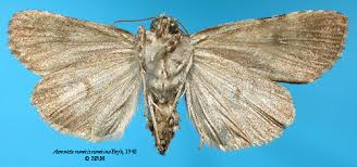 Attēlu rezultāti vaicājumam “Acronicta rumicis”