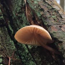 Attēlu rezultāti vaicājumam “Didymium xanthopus spores”