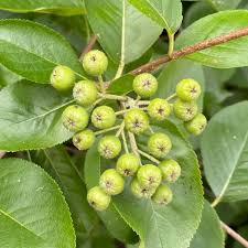 Attēlu rezultāti vaicājumam “Aronia melanocarpa fruit”