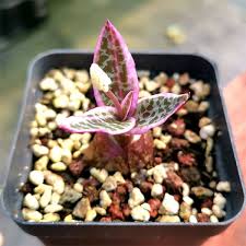 Attēlu rezultāti vaicājumam “Scardia boletella exuvia”