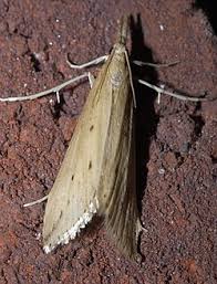 Attēlu rezultāti vaicājumam “Donacaula mucronella”