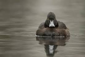 Attēlu rezultāti vaicājumam “Aythya fuligula”