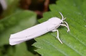 Attēlu rezultāti vaicājumam “Coscinia cribraria”