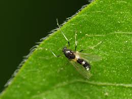Attēlu rezultāti vaicājumam “Cricotopus male”