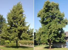 Attēlu rezultāti vaicājumam “Tilia x vulgaris”