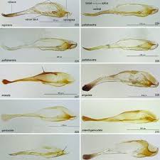 Attēlu rezultāti vaicājumam “Pristiphora maesta”