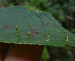 Attēlu rezultāti vaicājumam “Eriophyes padi”