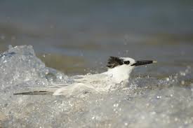 Attēlu rezultāti vaicājumam “Sterna sandvicensis adult”