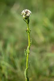 Attēlu rezultāti vaicājumam “Arabis hirsuta”