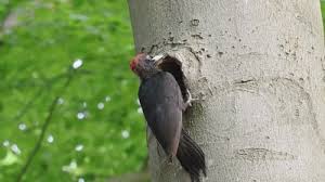 Attēlu rezultāti vaicājumam “Dryocopus martius nest”