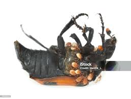 Attēlu rezultāti vaicājumam “Nicrophorus investigator”