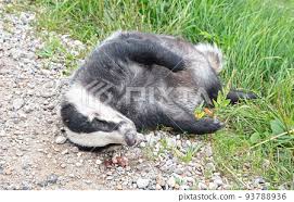 Attēlu rezultāti vaicājumam “Meles meles adult”