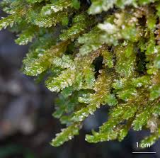 Attēlu rezultāti vaicājumam “Neckera crispa”