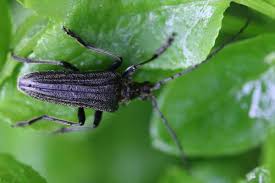 Attēlu rezultāti vaicājumam “Oxymirus cursor”