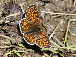 Attēlu rezultāti vaicājumam “Melitaea cinxia upperside”