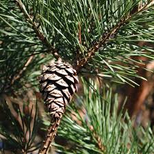 Attēlu rezultāti vaicājumam “Pinus sylvestris var. turfosa”