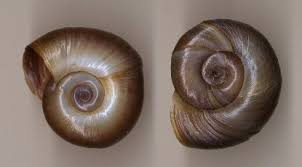 Attēlu rezultāti vaicājumam “Planorbidae”