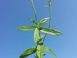 Attēlu rezultāti vaicājumam “Veronica austriaca subsp. teucrium leaf”