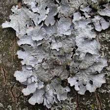 Attēlu rezultāti vaicājumam “Laurilia sulcata”