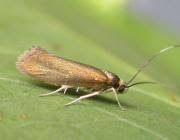 Attēlu rezultāti vaicājumam “Roeslerstammia erxlebella”