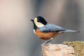 Attēlu rezultāti vaicājumam “Poecile montanus adult”