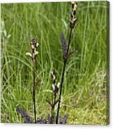 Attēlu rezultāti vaicājumam “Pedicularis sceptrum-carolinum leaf”