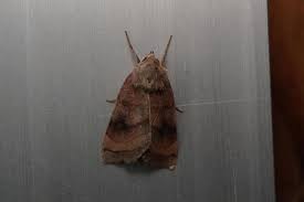 Image result for Lethenteron camtschaticum