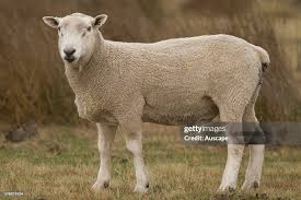 Attēlu rezultāti vaicājumam “Ovis aries”