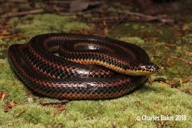 Attēlu rezultāti vaicājumam “Retinia resinella exuvia”