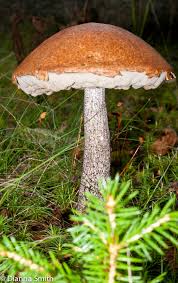 Attēlu rezultāti vaicājumam “Leccinum versipelle”