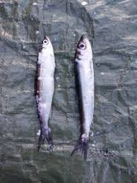 Image result for Coregonus albula