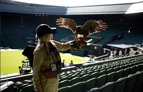 Image result for Wimbledon Hawks