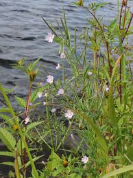 Attēlu rezultāti vaicājumam “Epilobium palustre”