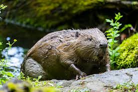 Attēlu rezultāti vaicājumam “Castor fiber”