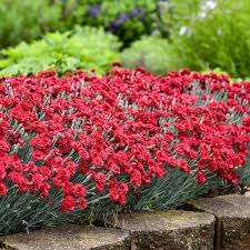 Image result for Dianthus