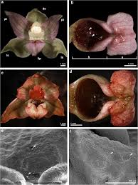 Attēlu rezultāti vaicājumam “Epipactis palustris bud”