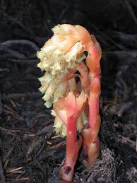 Attēlu rezultāti vaicājumam “Monotropa hypopitys”