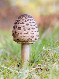 Attēlu rezultāti vaicājumam “Macrolepiota”