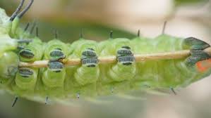 Attēlu rezultāti vaicājumam “Pyrochroidae larva”