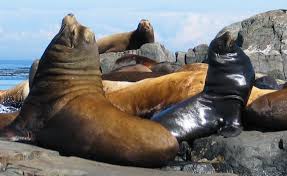 Image result for Zalophus californianus