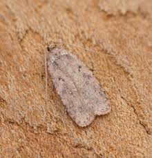 Attēlu rezultāti vaicājumam “Agonopterix heracliana”