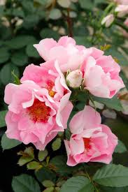 Image result for Rosengewächse