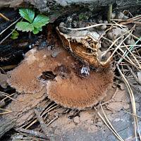 Attēlu rezultāti vaicājumam “Sporophagomyces chrysostomus”