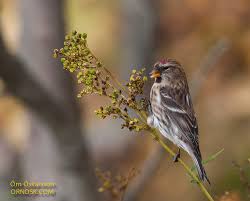 Attēlu rezultāti vaicājumam “Carduelis flammea female”