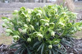 Image result for Helleborus foetidus
